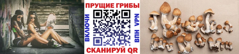 Псилоцибиновые грибы Psilocybine cubensis  Петровск 